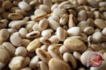 BRIN ungkap potensi kacang lokal sebagai pengganti kedelai