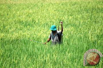 52,5 hektare tanaman padi Langkat diserang OPT