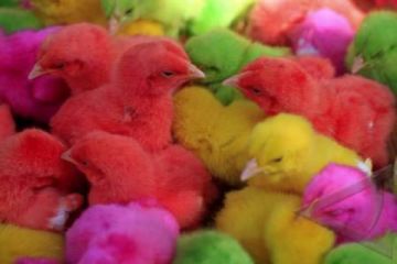 AYAM WARNA WARNI