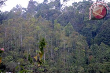 Hutan wisata