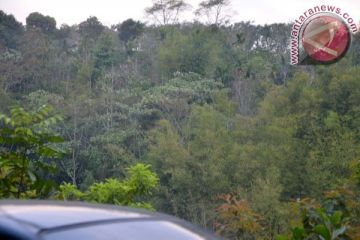 Hutan wisata