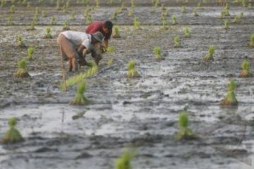 PENURUNAN PRODUKSI BERAS