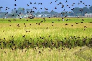 HAMA BURUNG PIPIT