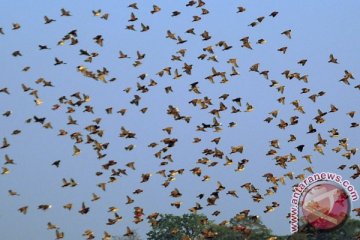 Hama burung pipit serang tanaman padi