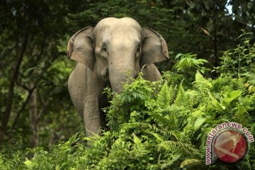 Gajah liar Riau kenakan kalung GPS