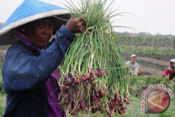 Daun bawang perkuat kekebalan tubuh