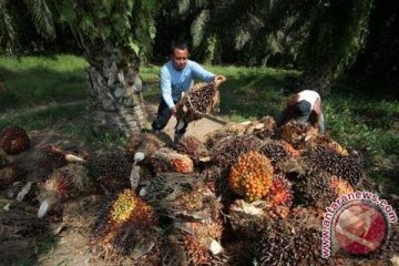 Salahi ijin lahan, warga jarah kelapa sawit Agro Bukit