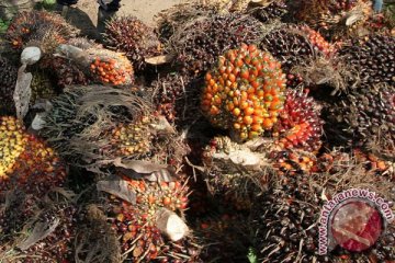 Harga CPO Riau terimbas bea impor India 