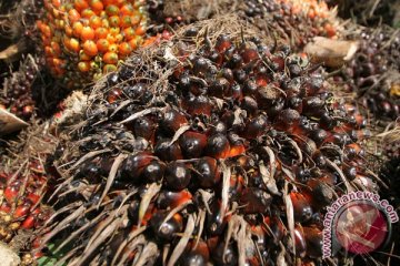 Petani sawit di Bengkulu keluhkan harga turun 