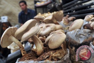 Pengusaha Indonesia bisnis jamur di Serbia