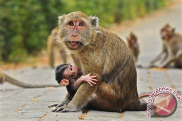 Monyet di cukur