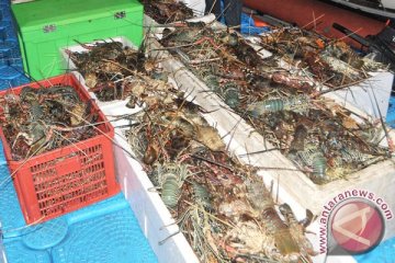 Morotai larang penangkapan lobster kecil