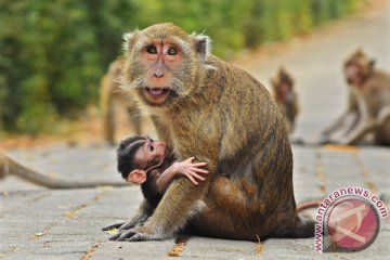 Puluhan monyet datangi RSBP karena hutan ditebang