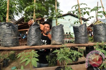 Sawahlunto canangkan Kawasan Rumah Pangan Lestari