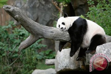 Panda raksasa lahirkan bayi kembar di Atlanta