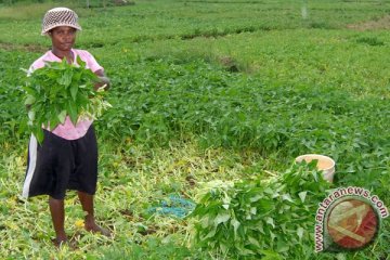 Dorong cocok tanam, Babinsa bantu warga Mulia-Puncak Jaya bersihkan lahan