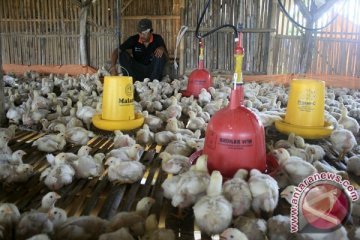 Populasi anak ayam boiler berpotensi surplus