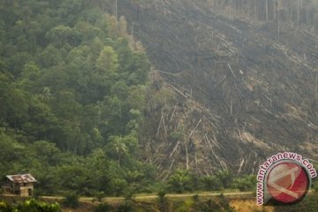Hutan menyusut, Riau rugi Rp1.500 triliun