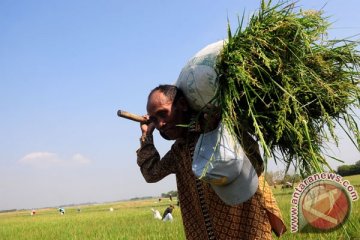 Kemenkeu hentikan bantuan padi puso