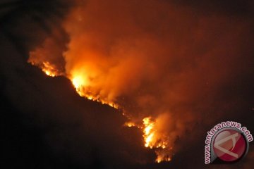 Lima pendaki Argopuro terjebak kebakaran
