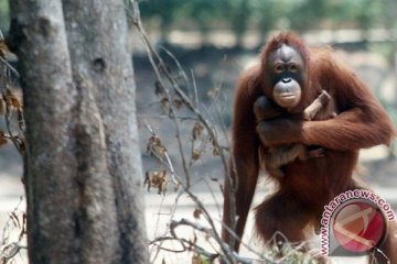 Pembukaan hutan Kotawaringin Timur ancam orang utan