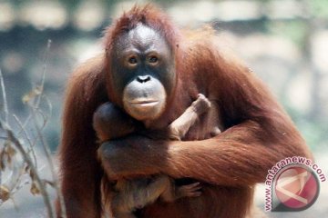 Bangkai orangutan tanpa kepala ditemukan di Kotawaringin Timur