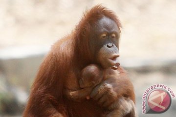 BKSDA Kalteng selidiki kematian lima orangutan