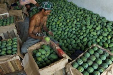 DISTRIBUSI BUAH MANGGA