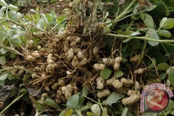 Kulit kacang tanah-biji durian kandung antioksidan