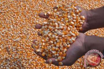Stabilkan harga, Bulog serap 11 ton jagung Lampung Timur