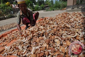 Pemda harus perhatikan nasib petani kopra