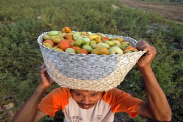 HARGA TOMAT TURUN