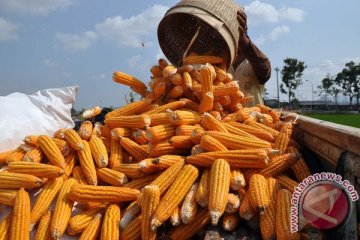 Kebutuhan jagung untuk pakan ternak 14,7 juta ton