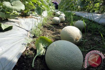 Kemarau basah rugikan petani melon