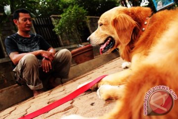 Pecinta anjing di Kalbar galakkan pembiakan anjing ras berkualitas