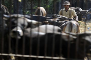 SAPI QURBAN