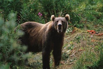 Serang pejalan kaki, beruang cokelat di Italia ditembak mati