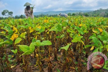 BATAN : kedelai pengembangan nuklir aman dibandingkan transgenik