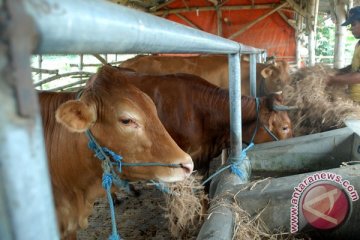 Pemkab Bogor kembangkan kawasan peternakan sistem SPR