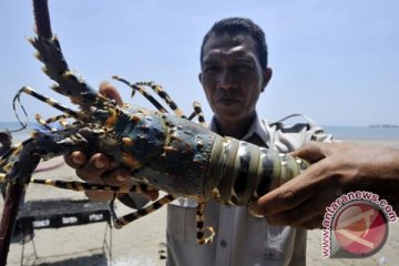Larangan penangkapan lobster rugikan nelayan tradisional NTT