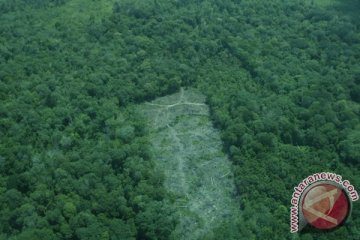 Perambahan hutan Negara di Jambi kian marak