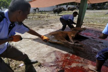 QURBAN