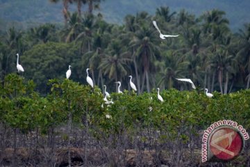 Burung pun menyesuaikan diri dengan "tradisi" lokal