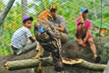 ELANG JAWA