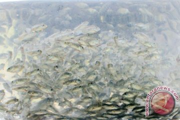 Benih ikan dilepaskan guna pulihkan Laut Bohai, China