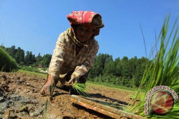 Kelompok Tani Al-Barokah Jateng raih penghargaan Bank Indonesia