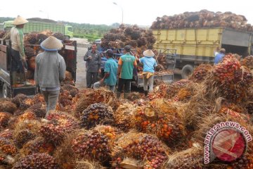 Penghasilan petani kepala sawit Rp7 juta sebulan