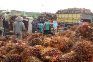 Harga Sawit Di Mesuji Turun