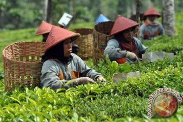 Kementan anggarkan Rp50 miliar perbaiki perkebunan teh