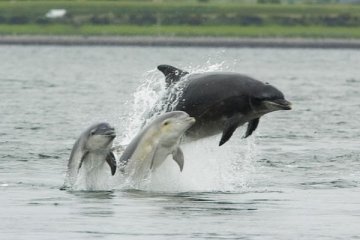 Seekor lumba-lumba terdampar di perairan Cirebon